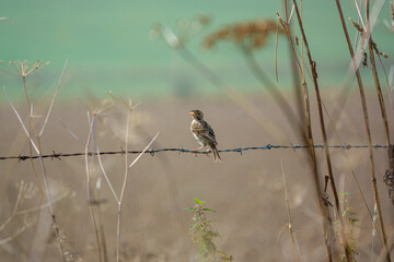 close up of a juvenile corn bunting (Emberiza calandra) perched atop a barbed wire fence