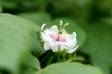beauty of nature flowers in indonesia