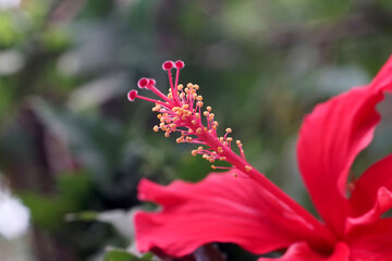 Obraz premium beauty of nature flowers in indonesia