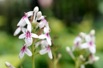 beauty of nature flowers in indonesia