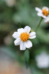 Obraz premium beauty of nature flowers in indonesia