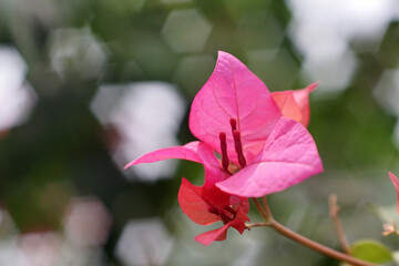 beauty of nature flowers in indonesia