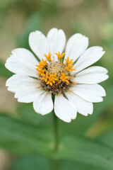 Fototapeta premium beauty of nature flowers in indonesia