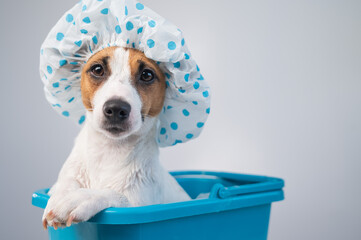 Funny friendly dog jack russell terrier takes a bath with foam in a shower cap on a white...