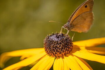 Brauner Schmetterling