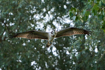 Osprey (Pandion haliaetus)