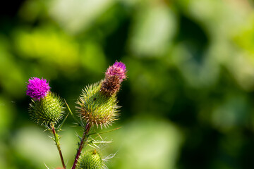 A flower of a thistle (Carduus) on a blurry background. Good lighting conditions, dark blurry background to emphasize the subject.