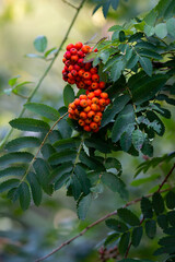 Rowan berries on the tree. Photo taken on a sunny day with good lighting conditions.