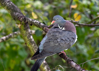homing pigeon, racing pigeon or domestic messenger pigeon Latin columba livia domestica closeup...