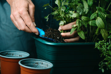 man is planting some herbs in a window box