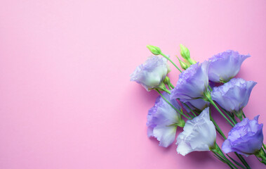 Beautiful violet eustoma flowers (lisianthus) in full bloom with buds leaves. Bouquet of flowers on pink background. Copy space