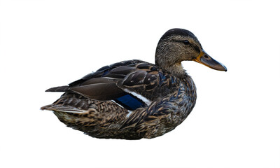 Female mallard duck isolated on white. Wald mallart duck without legs. Mallard (Anas platyrhynchos) in front of white.