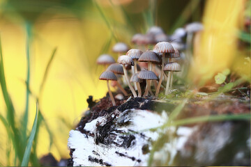 small inedible mushrooms, poisonous mushrooms forest background macro nature wild