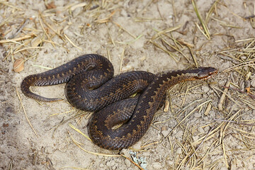 snake viper in the swamp, reptile in the wild, poisonous dangerous animal, wildlife