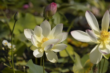 Obraz na płótnie Canvas Fleur de Lotus blanche dans un bassin