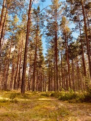 autumn in the forest