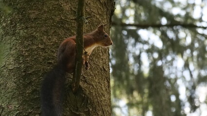 Eichhörnchen