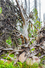 Dying silver forest dead uprooted trees Brocken mountain Harz Germany
