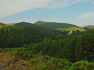 Obraz premium landscape with trees