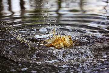 splash on water surface background brown, dark water nature abstract