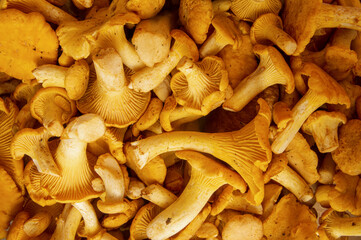 Full frame shot of fresh yellow delicious wavy vegetarian chanterelle mushrooms for sale in a outdoor autumn or fall season market