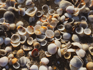 beaches in singer island in Palm Beach Florida  sea shells and sand 