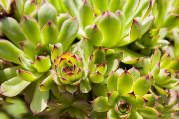 Common Houseleek, succulent plant, Sempervivum tectorum. Closeup view. 