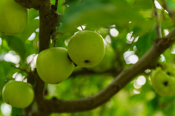 Dojrzewające jabłka na gałęzi jabłoni. - obrazy, fototapety, plakaty
