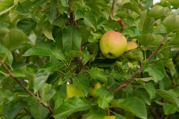 Dojrzewające jabłka na gałęzi jabłoni. - obrazy, fototapety, plakaty