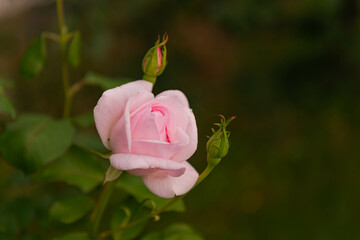 Kwiat różowej róży w ogrodzie.