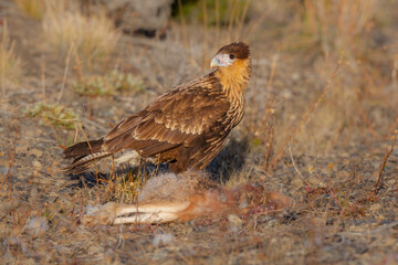 Juvenile Crested Caracara (Polyborus plancus) scavenging on a dead hare