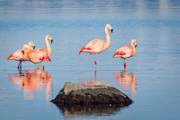 Group of Chilean Flamingo's (Phoenicopterus chilensis) in a fjord in south Chile