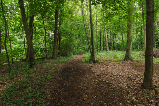 Ścieżka przez gęsty, dziki las liściasty.