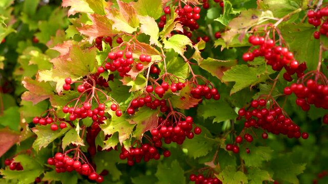 Close up view 4k stock video footage of bright red autumn berries growing on trees in garden in countryside. Natural floral background