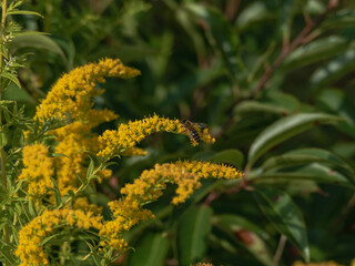 Pszczoły zbierające nektar z kwiatów nawłoci.