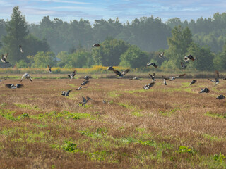 Gołębie latające nad skoszonym polem.