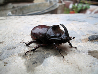 rhinoceros beetle