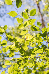 Fototapeta na wymiar leaves in the sun