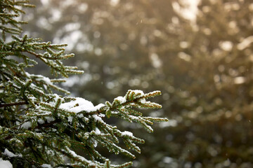 a close up of pine tree with snow
