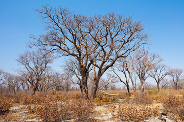 Panoramic landscape with bare trees in the dry season of arid Botswana