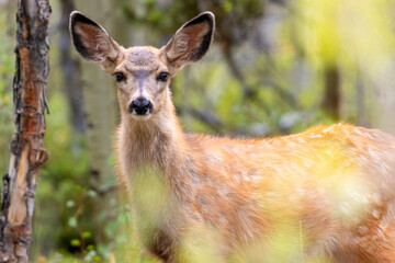 Little Deer Famly