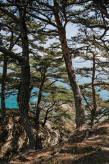 Fototapeta na wymiar Pines and blue sea, natural background