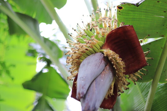 Banana Flower on banana tree