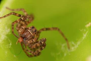 spider jumper macro, arachnophobia, beautiful jumping spider, poisonous spider