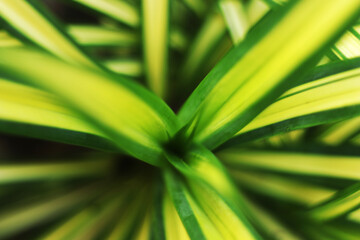 Green leaf nature background, natural texture of plant in close-up