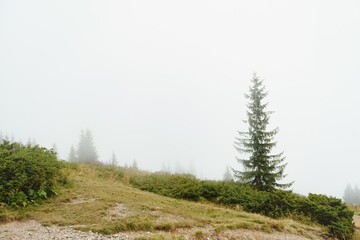 Fototapeta na wymiar green pine forest on a mount slope in a dense fog, wide outdoor background