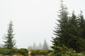 Fototapeta premium Early morning in a Carpathian foggy valley