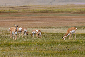 Pronghorn Antelope
