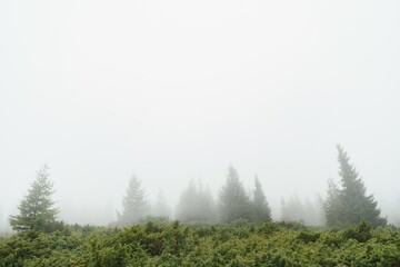Fog covering the mountain forests