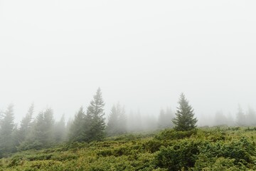 green pine forest on a mount slope in a dense fog, wide outdoor background